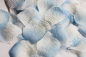 Preview: 20 x 100 Stück Rosenblätter Streudeko, Blau-Weiß